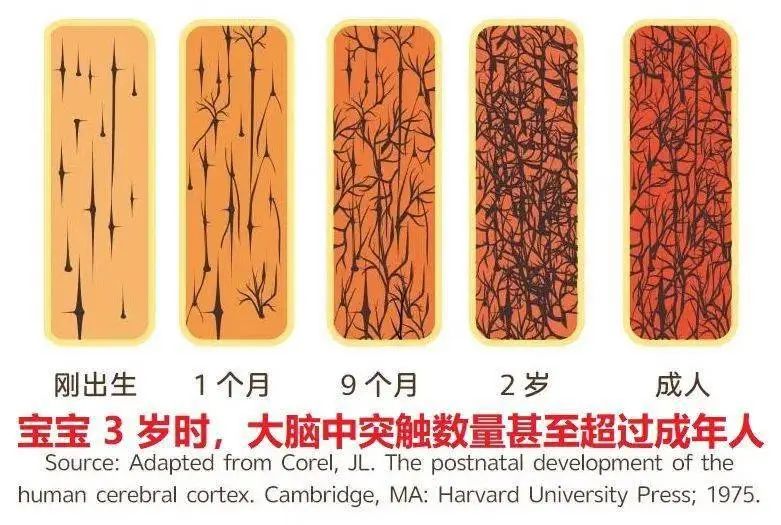 被忽视的儿童早期教育及全人发展（上）