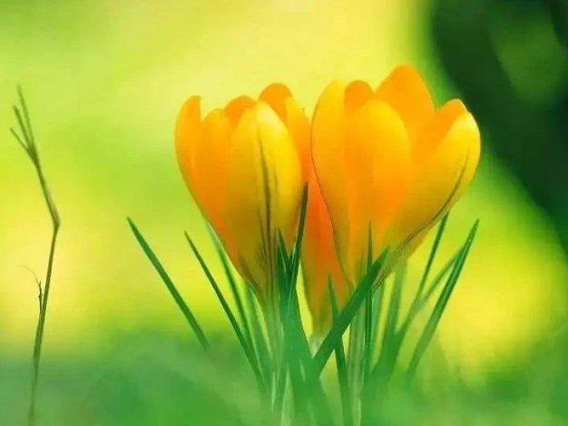 什么样的家庭能够培养出心灵健康的孩子